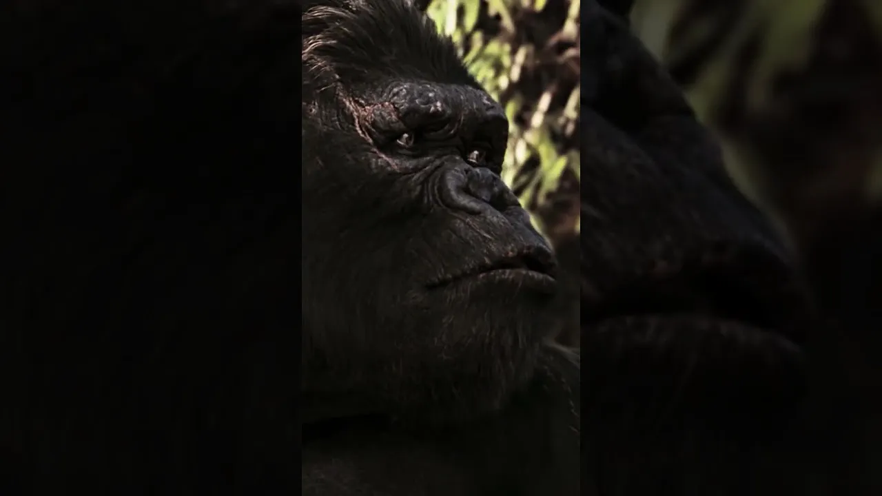 Video: Dancing for King Kong 🙊 #KingKong #Shorts