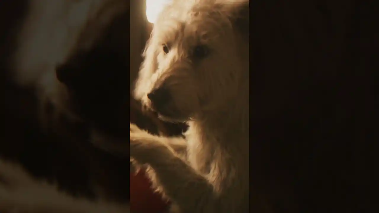 Video: Still the goodest boy in the galaxy. Watch the full trailer for #Supergirl now.