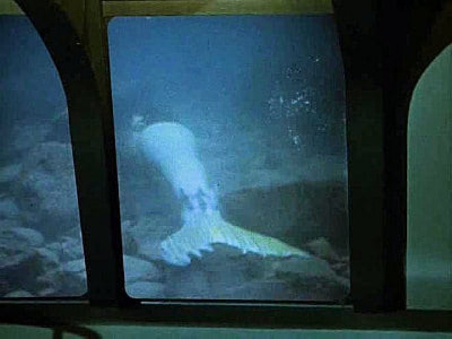 Die Seaview - In geheimer Mission 03x19 - Die Meerjungfrau